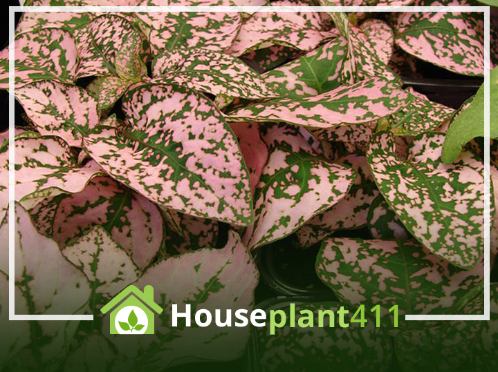 Pink and green Polka Dot Plant