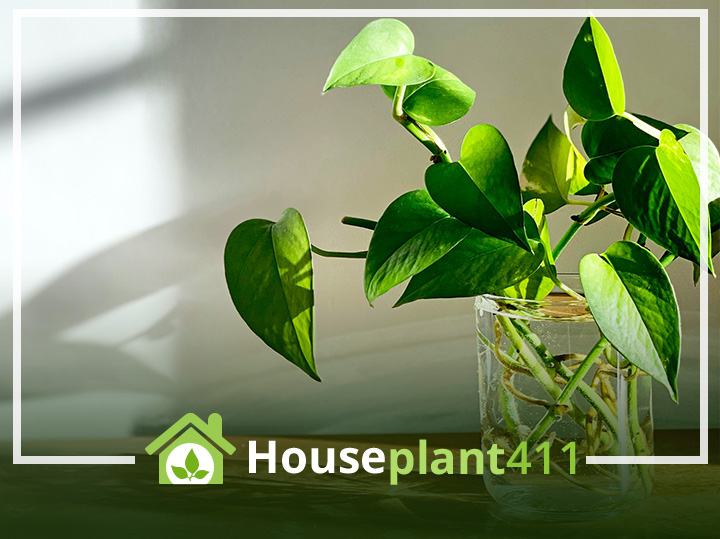 Want a low-maintenance houseplant? Learn how to grow Pothos in water.