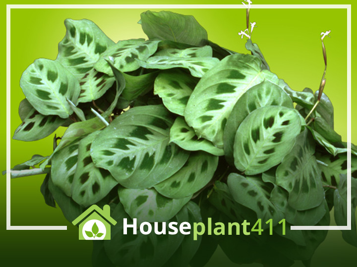 Vibrant houseplant featuring deep green, almost iridescent leaves with contrasting white veins.