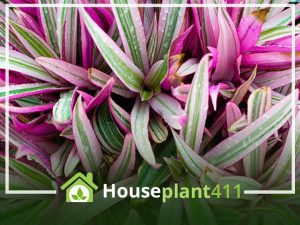 Propagate the Enchanting Moses-in-the-Cradle: Your Step-by-Step Guide