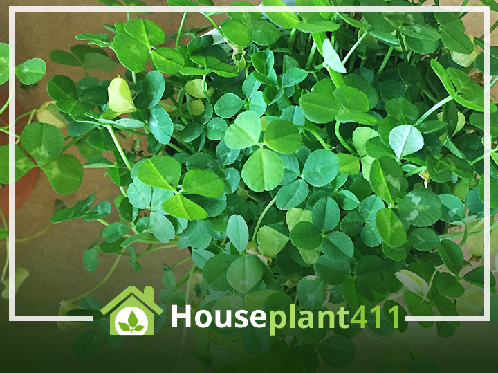 Propagating shamrock plants in your home.