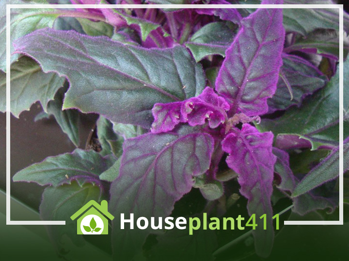 How to identify, grow, and care for a Purple Velvet plant.