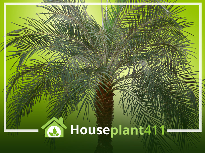 Learn how to identify a Pygmy Date Palm so it can be given the proper care to grow well.