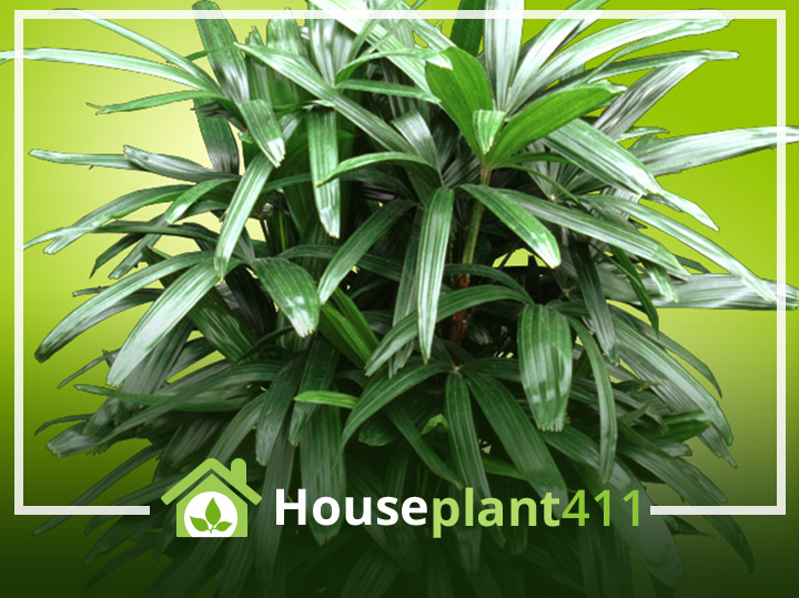 A Rhapis Palm or Lady Palm has large, shiny, dark green fronds with blunt tips.