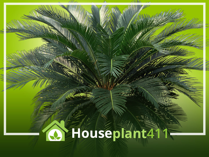 Thick trunk topped with stiff, arching fronds - Sago Palm - Houseplant411