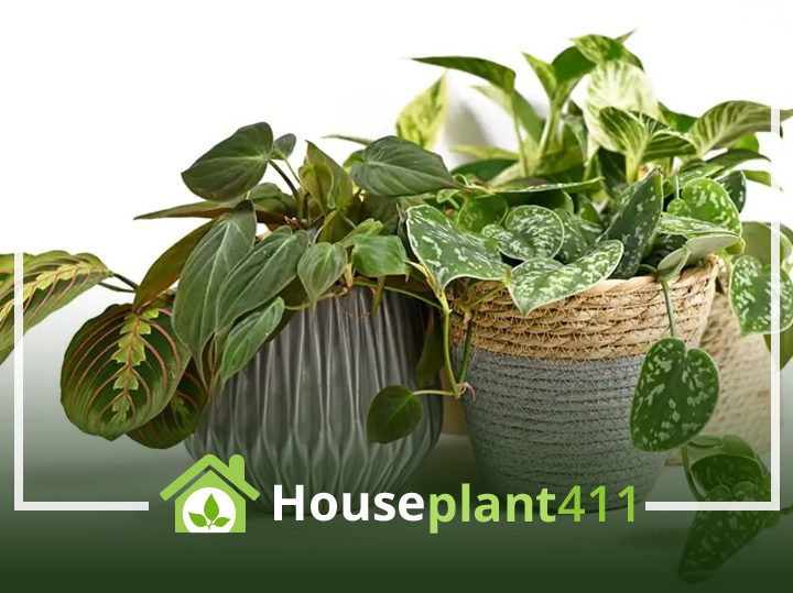A cluster of satin pothos plants in various shades of green, growing from a hanging pot.