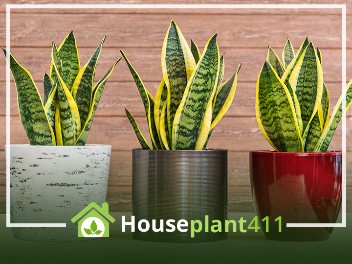 A snake plant with upright, green leaves and yellow stripes growing in pots.