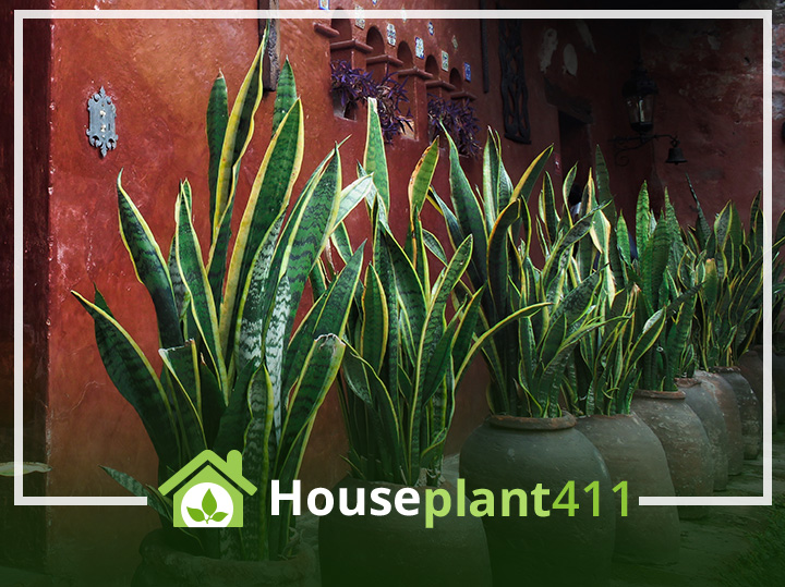 A row of potted snake plants in front of a wooden door.
