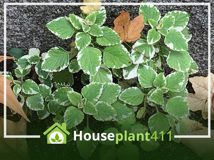 A green Swedish ivy plant with white-edged leaves.