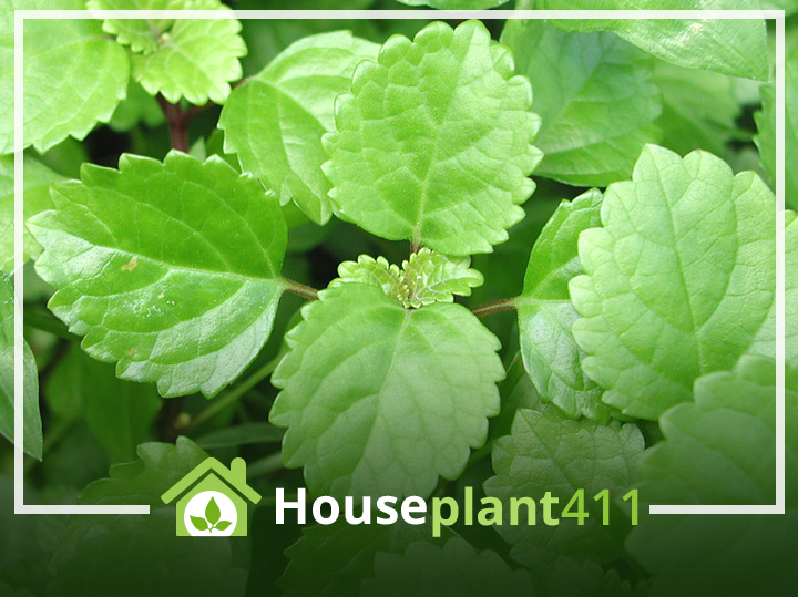 Swedish Ivy Plant Light Requirements