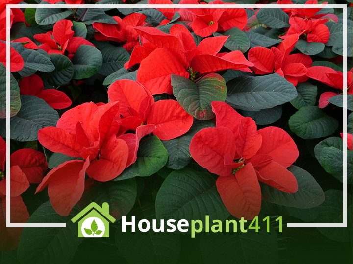 A cluster of deep red poinsettia blooms against a backdrop of dark green foliage.