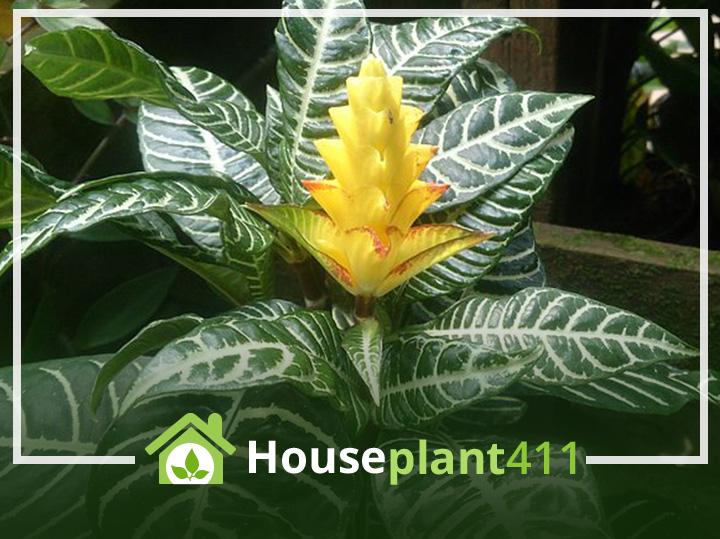 Zebra plant, Aphelandra squarrosa, has shiny green leaves with distinctive white veins and produces yellow flowers.