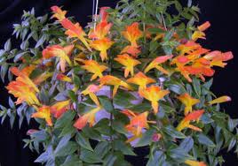 Goldfish Plant with orange flowers