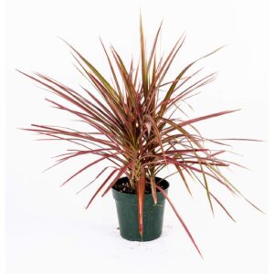 How to Identify and care for a dracaena marginata tricolor