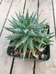 How to identify and care for an aloe haworthiodes plant