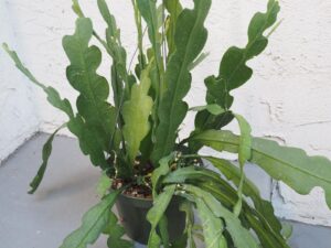 Learn how to identify and care for an orchid cactus at houseplant411.com