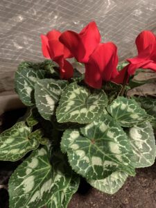 How to identify and care for a cyclamen plant