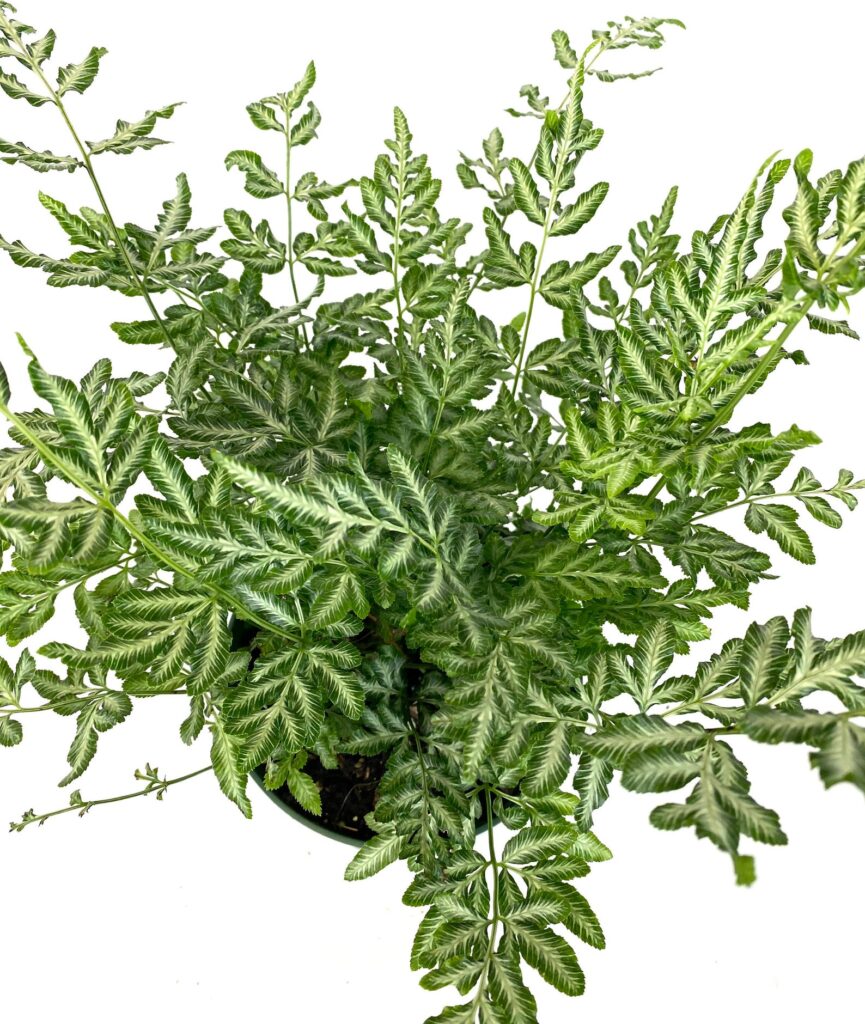 Silver Lace FernHow to Grow care Guide Houseplant 411