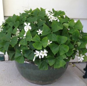 Thin, green, three petaled clover looking leaves and small white flowers on Shamrock plant