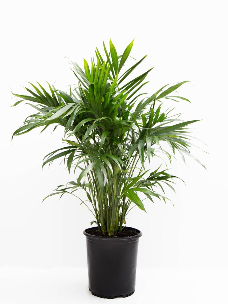 Cat Palm ProblemsYellow Leaves and Mealy Bugs Houseplant 411