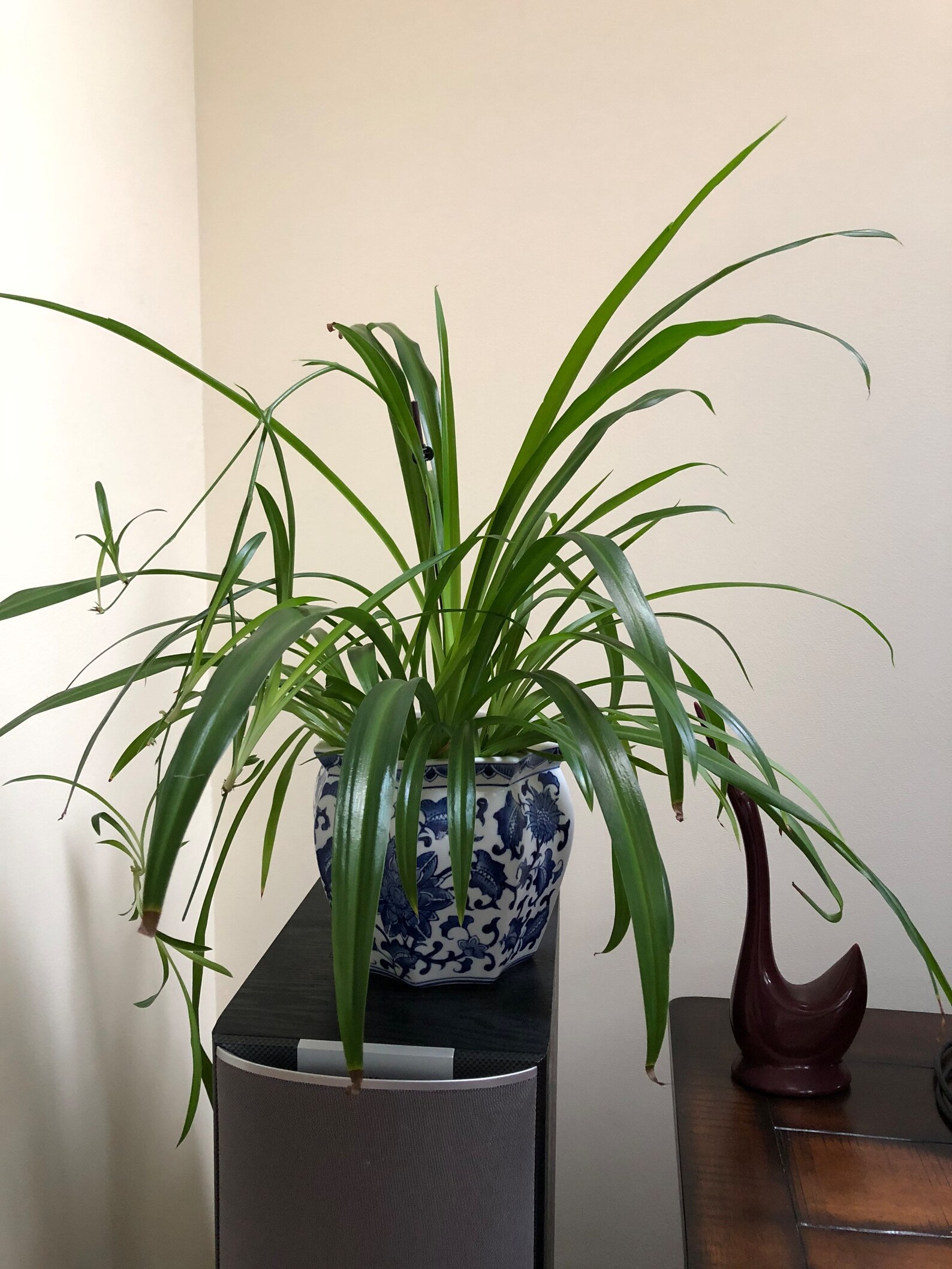How to Grow and Care for a Spider Plant