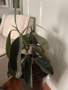 Rubber Tree Plant with large, dark green, thick drooping leaves.
