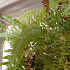 Learn why a Boston fern gets brow leaves and how to prevent and treat the problem at Houseplant411.com