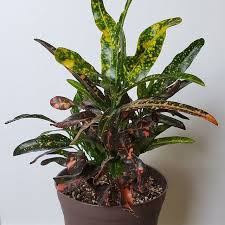 How to identify and care for a Croton "Mammy"
