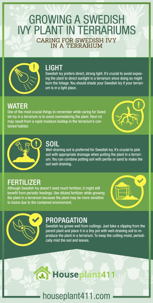 Swedish Ivy Terrarium Secrets From Beginner to Lush Paradise