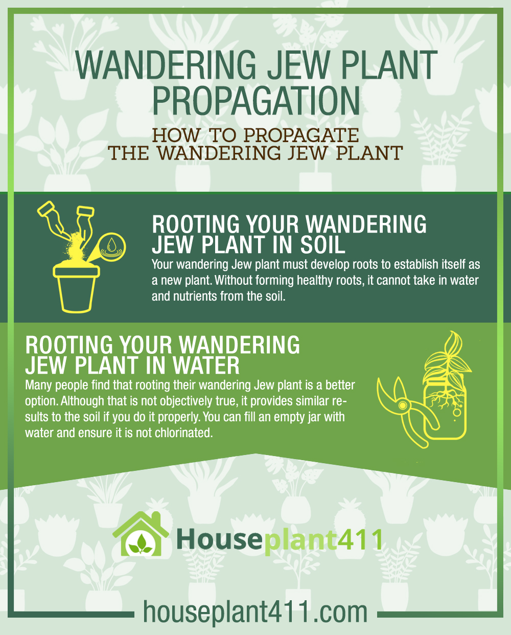 wandering jew plant watering