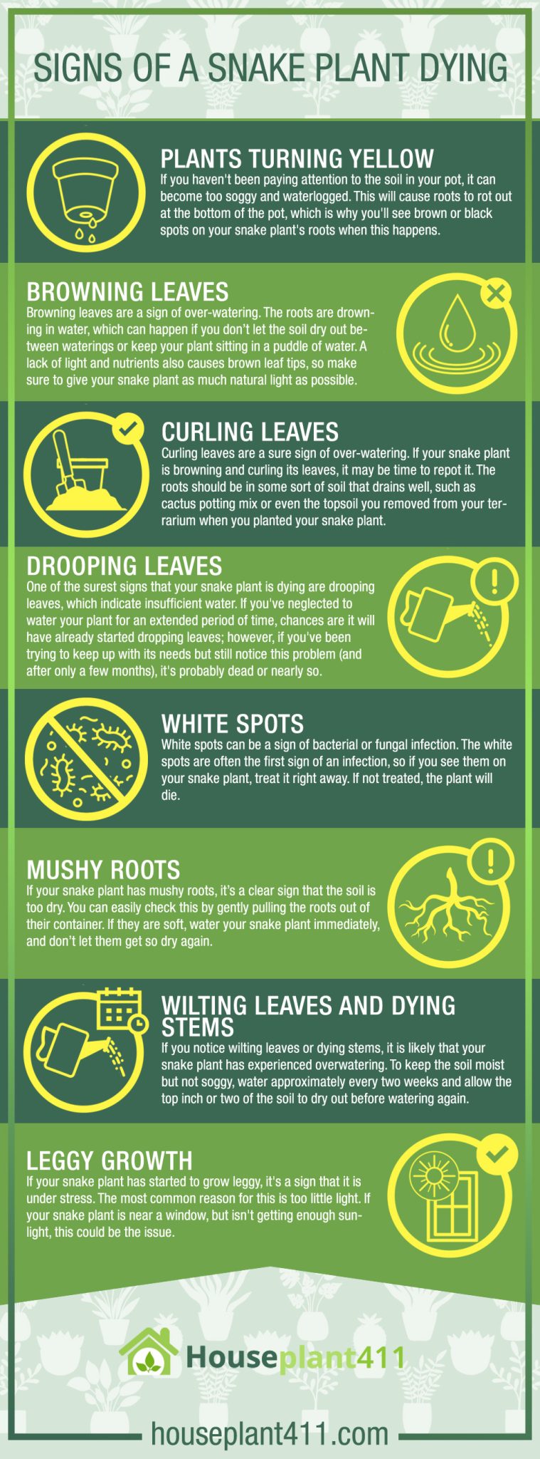 Signs Of A Snake Plant Dying Don t Panic Spot Trouble Early Save signs-of-a-snake-plant-dying-don-t-panic-spot-trouble-early-save