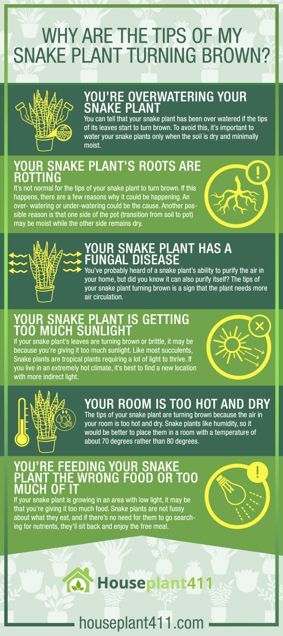 Snake Plant Tip Troubles? Crack the Code to Brown Leaf Blues & Restore