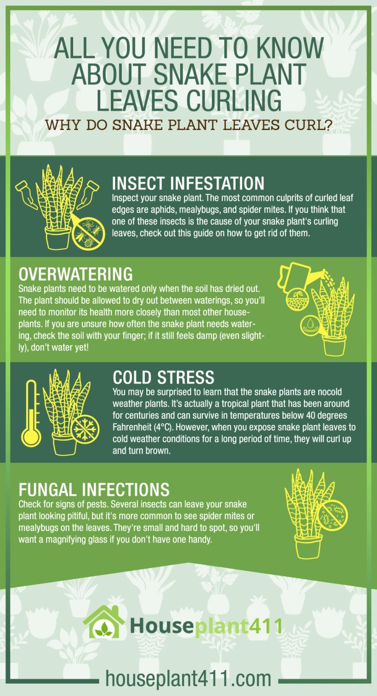 Snake Plant Leaves Curling? Uncurl the Mystery! Causes, Fixes & Tips
