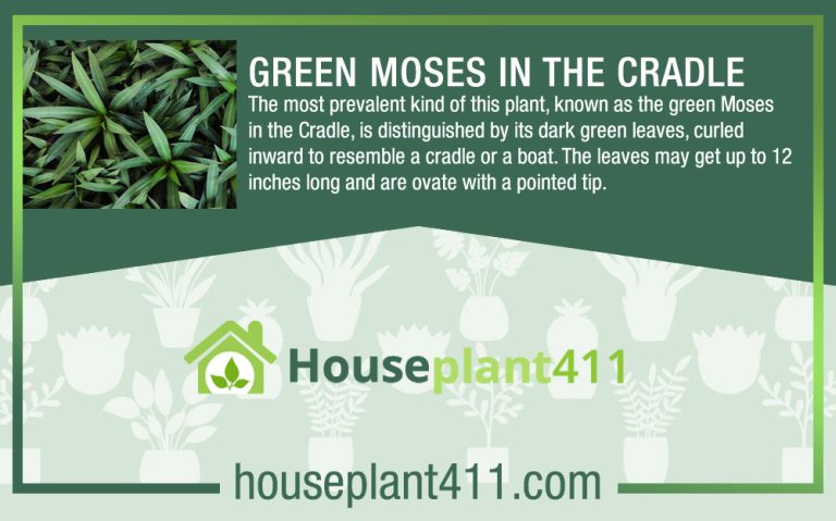 Moses in the Cradle Makeover! Unmasking the Diverse Delights of 5