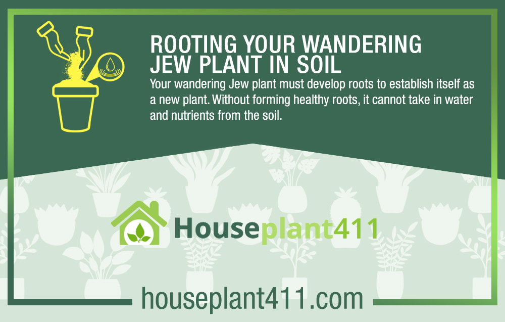 wandering jew plant soil