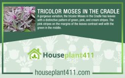 Moses in the Cradle Makeover! Unmasking the Diverse Delights of 5