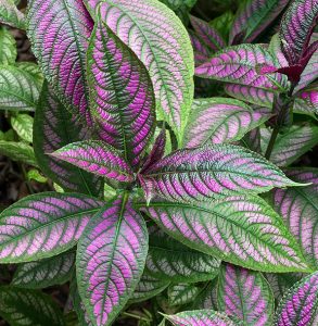 Learn how to identify, grow, and care for a Purple Shield plant.