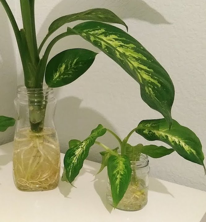 how to care for a dieffenbachia