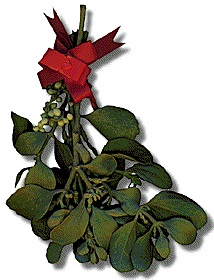 learn how to recognize and care for mistletoe at Christmas