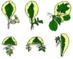 Picture of various methods used to propagate houseplants