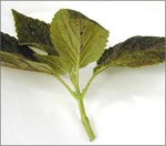 Leaf cuttings used for plant propagation