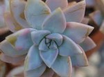Succulent plants have thick leaves and stems that store water