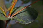 Black Mold disease on plant leaf