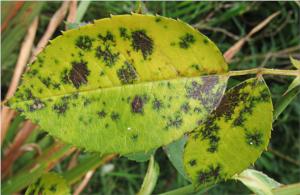 Black spots on plant leaves from Black Spot Disease