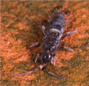 Gray and white tiny Springtail plant pests