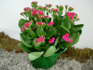 Pink flowered kalanchoe plant