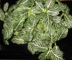 Nerve Plant with white veins in leaves