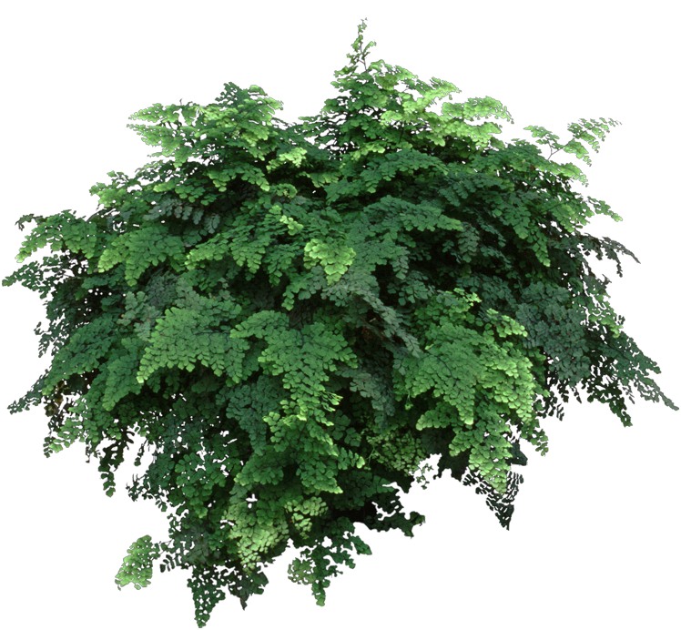 A Maidenhair Fern has delicate fronds covered in tiny, triangular, green leaflets.
