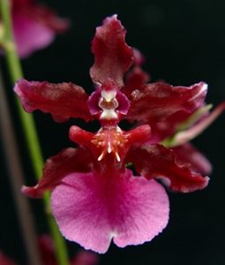 Dark red Sharry Baby oncidium orchid