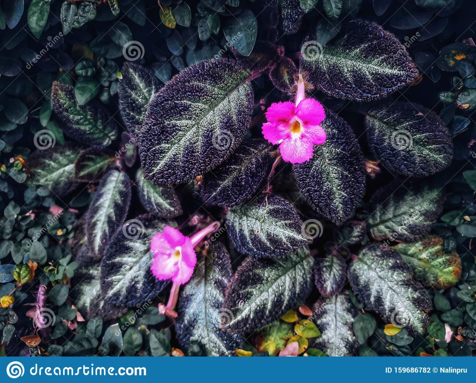 How to Grow & Care for Episcia Unlocking the Velvety Beauty of Flame